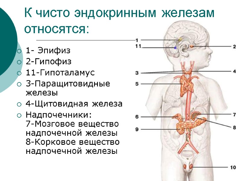 К чисто эндокринным железам относятся: 1- Эпифиз 2-Гипофиз 11-Гипоталамус 3-Паращитовидные железы 4-Щитовидная железа Надпочечники: